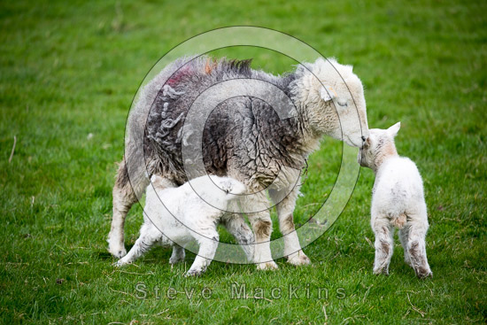 Cumwhitton Herdwick Sheep