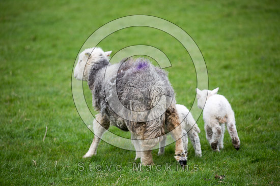 Bassenthwaite Farm Herdwick Sheep