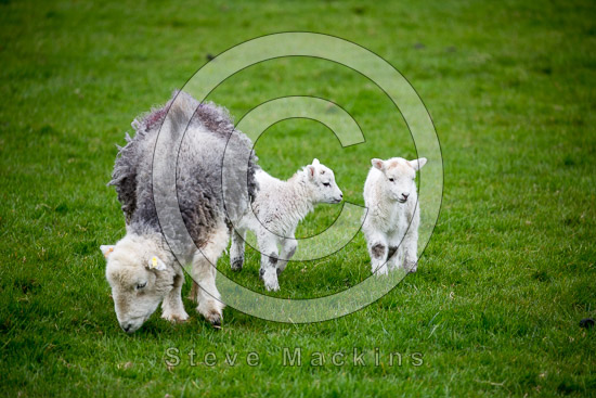 Holme St. Cuthbert Lake district Sheep