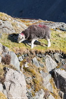 Eagle Crag, St. Bees, Boltongate, High Tove, Herdwick Sheep, Stone Arthur, Soulby (Kirkby Stephen), Lakeland Herdy Artworks, Gamblesby, Torpenhow, Great Rigg, Hard Knott, Lakeland Sheep, Cold Pike, Illgill Head, Herdwick Sheep Oil Pastels, Stainton With Adgarley, Grisedale Pike, Base Brown, Herdwick Sheep Oil Painting, Skelwith Bridge, Kirkbampton, Arnison Crag, Herdwick Sheep Art Studio, Herdy Ewe, Herdy Art, Herdwick Artwork, Heron Pike, Herdwick,  Lake District, Cumbria.