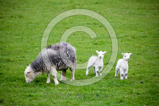 Hensingham Lakeland Sheep