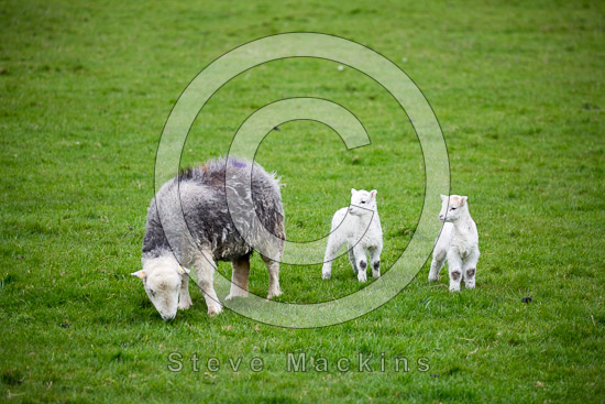 Seathwaite Fell Lakeland Sheep