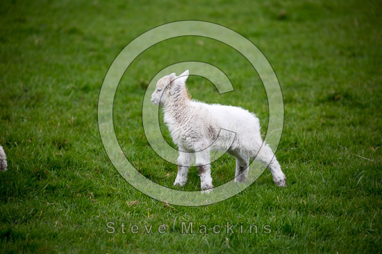 Hensingham Valley Lake district Sheep
