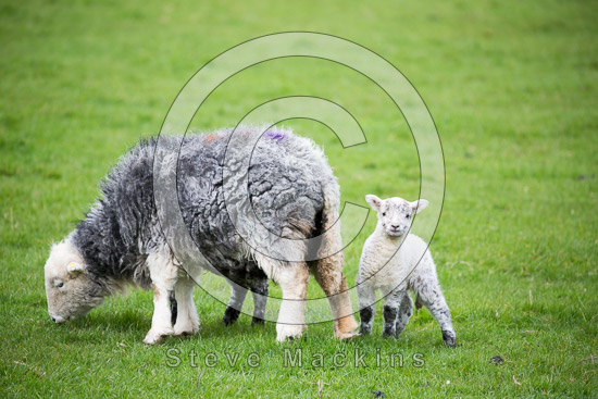 Lazonby Farm Herdwick Sheep