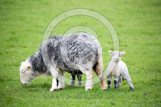 Troutbeck (Windermere) Farm Lake district Sheep
