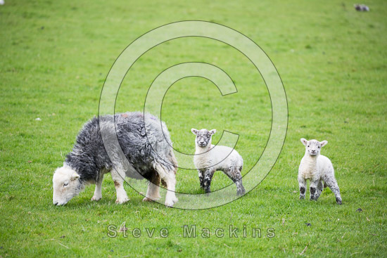Walla Crag Farm Herdwick Sheep