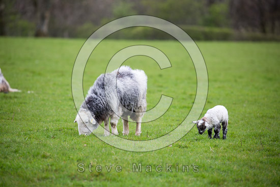Kirkby Stephen Valley Lakeland Sheep