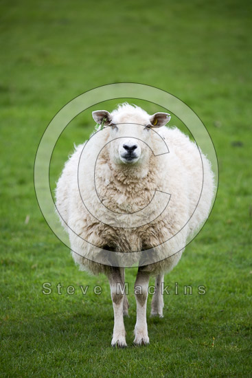 Sandwith Field Herdwick Sheep