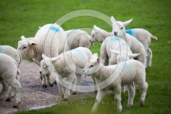 Killington Lake district Sheep