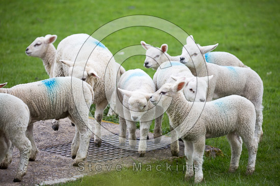 Stanah Lakeland Sheep