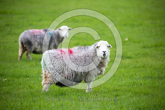 Melmerby Lake district Sheep