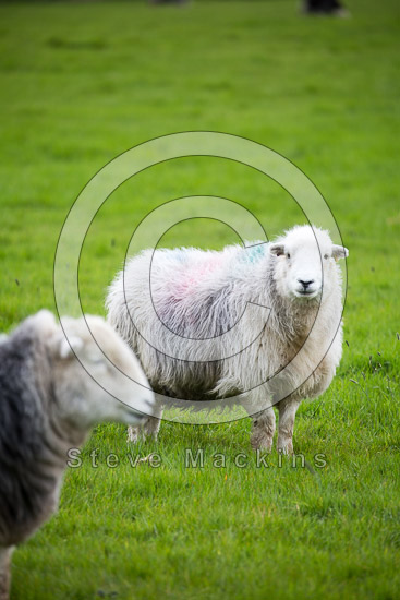Bonscale Pike Valley Herdwick Sheep