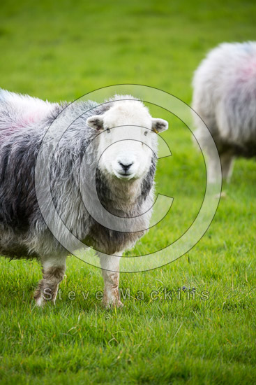 Broughton Field Lakeland Sheep