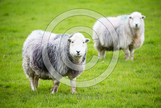 Bardsea Herdwick Sheep