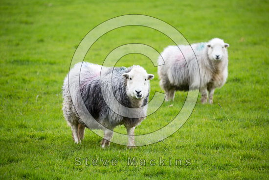 Broughton Mills Field Herdwick Sheep