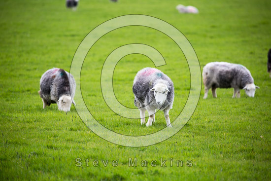 Portinscale Field Herdwick Sheep