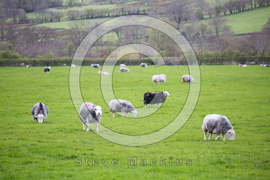 Hartley Farm Lake district Sheep