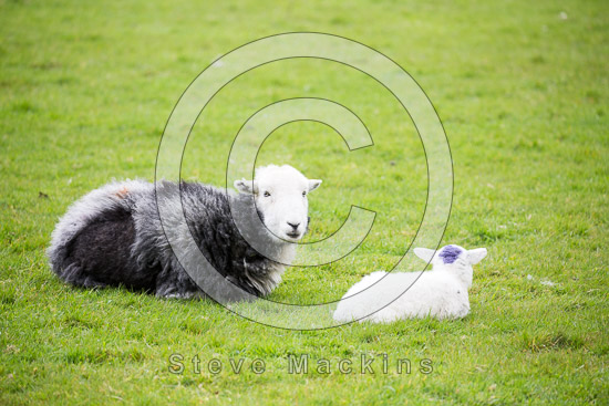 Houghton Field Herdwick Sheep