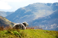 Silver How, Eagle Crag, Lakeland Sheep, Loadpot Hill, Brougham, Glenridding Dodd, Ainstable, Lowther, High Pike (Caldbeck), Black Fell, Rottington, Herdy Sketch, Blake Fell, Place Fell, Herdwick, Rosthwaite (Keswick), Herdwick Sheep, Bothel, Herdy Ewe, Herdwick Artwork, Little Hart Crag, Hincaster, Lakeside, Seathwaite (Duddon Valley), Herdy Wall Art, Gray Crag, Mellbreak, Herdwick Sheep Sketch, Mixed-Media Herdy Art, Cockermouth,  Lake District, Cumbria.