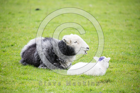 Barrow-In-Furness Farm Herdwick Sheep