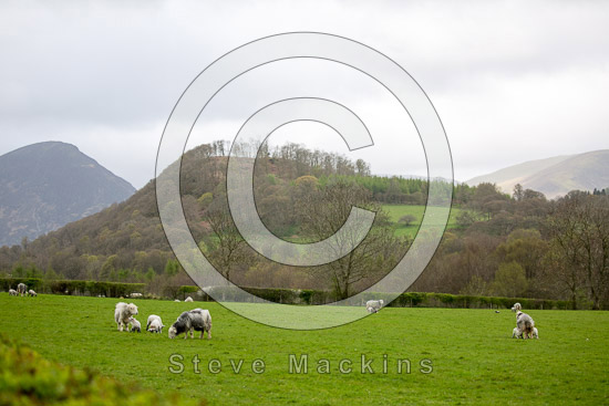 Oxen Park Farm Herdwick Sheep