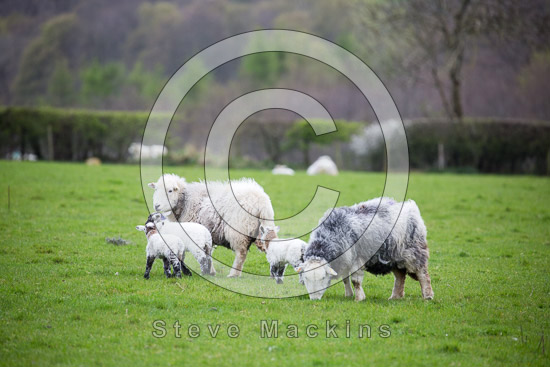 Grey Knotts Field Lakeland Sheep