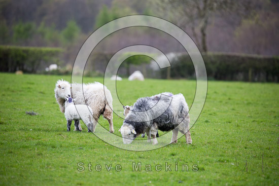 Hayton (Aspatria) Farm Herdwick Sheep