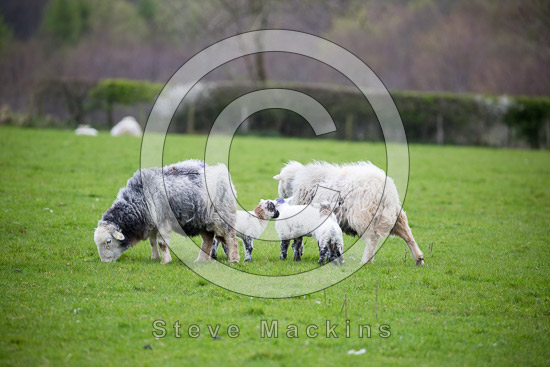 Caldbeck Farm Lakeland Sheep