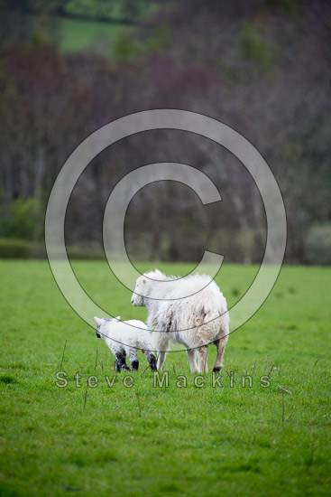Westward Farm Lakeland Sheep