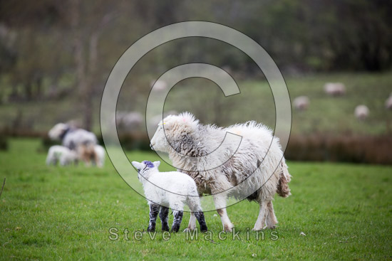 Milnthorpe Field Lakeland Sheep