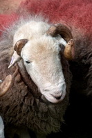 Grasmoor, High Rigg, Herdwick Sheep Art Studio, Herdwick Sheep Oil Painting, Herdwick Sheep Prints, Clappersgate, Herdwick Sheep Oil Pastels, Herdy Ewe, Herdwick Sheep Oil Painting, Bowscale Fell, Herdwick Sheep Acrylic Paintings, Herdy Wall Art, Bewcastle, Crook, Thornthwaite Crag, Grisedale Pike, Herdy, Soulby (Penrith), Herdies, Cleator Moor, Dendron, Corney, Grey Knotts, Lowthwaite Fell, Lakeland Sheep, High Hartsop Dodd, Camerton, Ireby, Lanercost, Kirkbride,  Lake District, Cumbria.