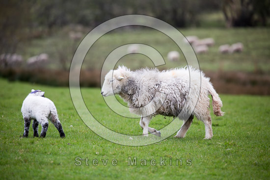 Whitehaven Valley Herdwick Sheep