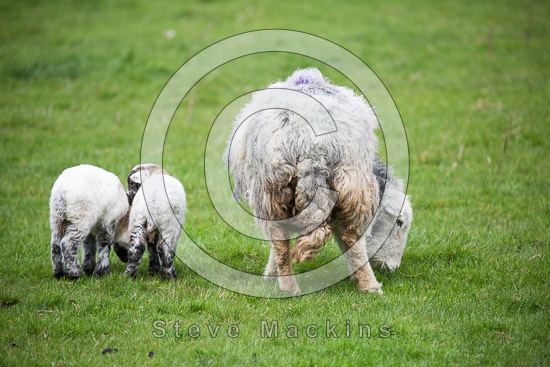 Ackenthwaite Field Herdwick Sheep