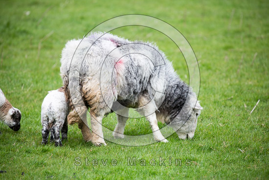 Edenhall Field Lakeland Sheep