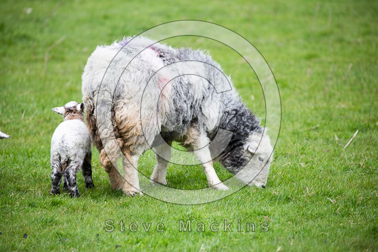 Blawith Farm Lake district Sheep