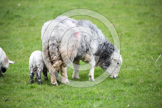 Stone Arthur Farm Lake district Sheep