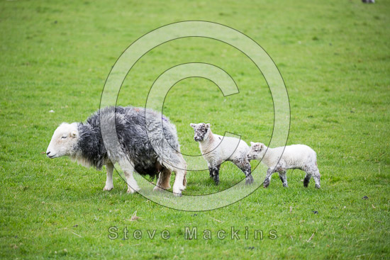 Gosforth Lake district Sheep