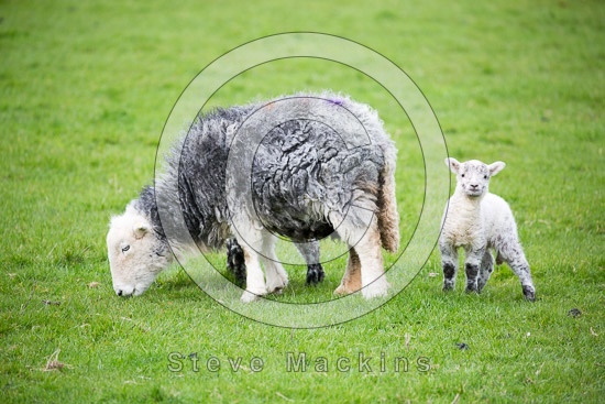 Tebay Herdwick Sheep