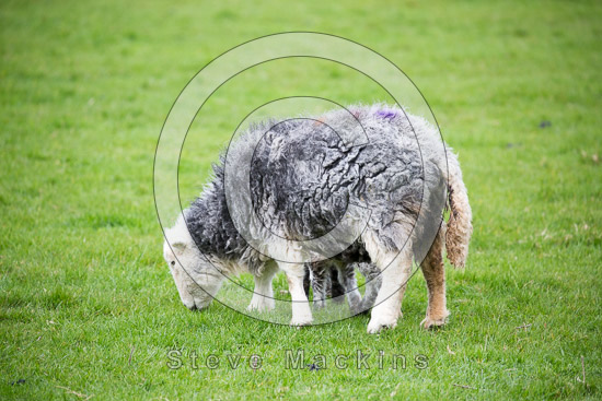 Lazonby Valley Herdwick Sheep