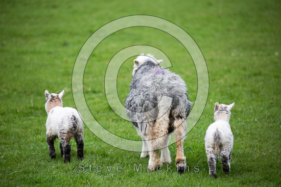 Edenhall Field Lakeland Sheep