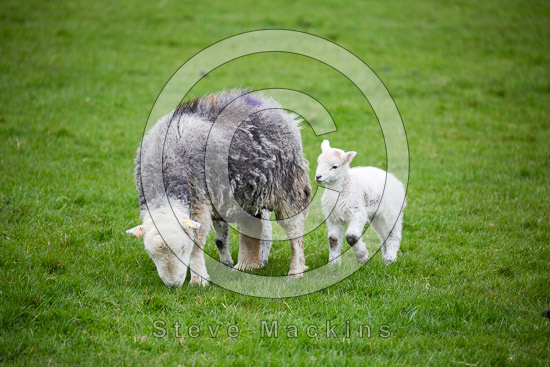 Gosforth Valley Lakeland Sheep