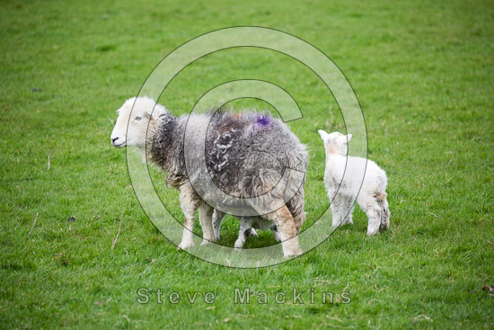Torver Farm Herdwick Sheep