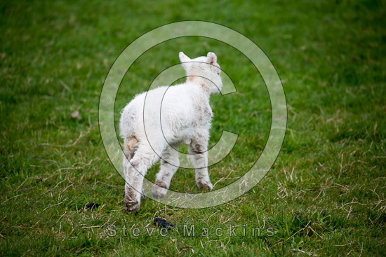 Oxenholme Valley Herdwick Sheep