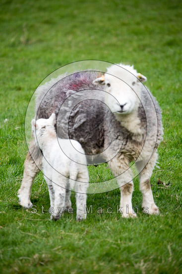Rampsgill Head Field Herdwick Sheep