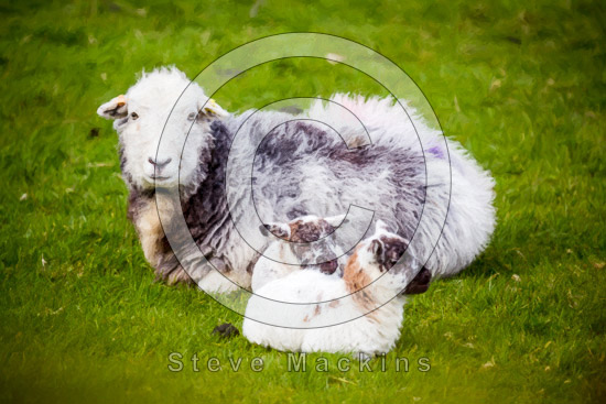 Hawkshead Farm Herdwick Sheep