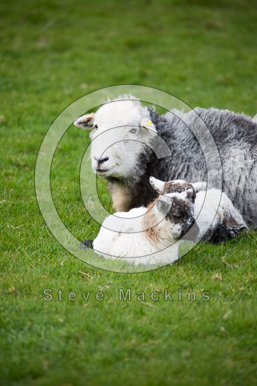 Lupton Valley Lake district Sheep