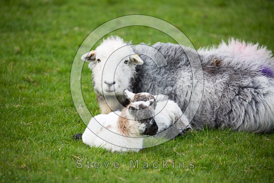 Dacre Field Herdwick Sheep