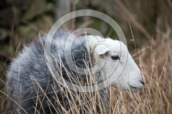 Hethersgill Valley Lakeland Sheep