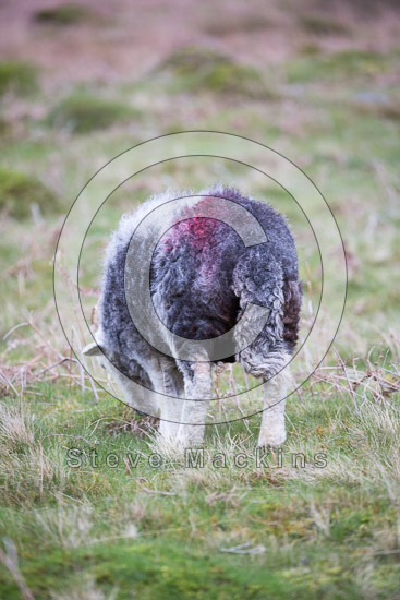 Beda Fell Field Herdwick Sheep