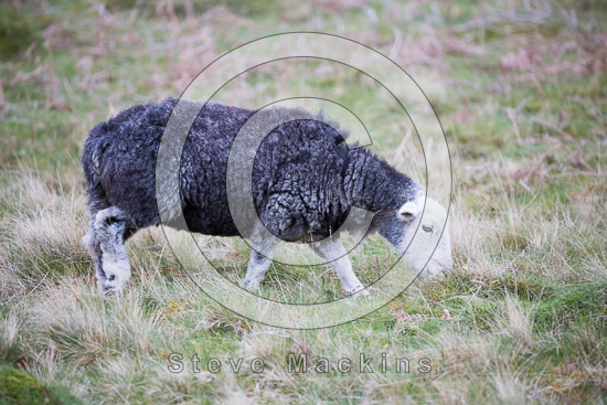 Welton Valley Lakeland Sheep